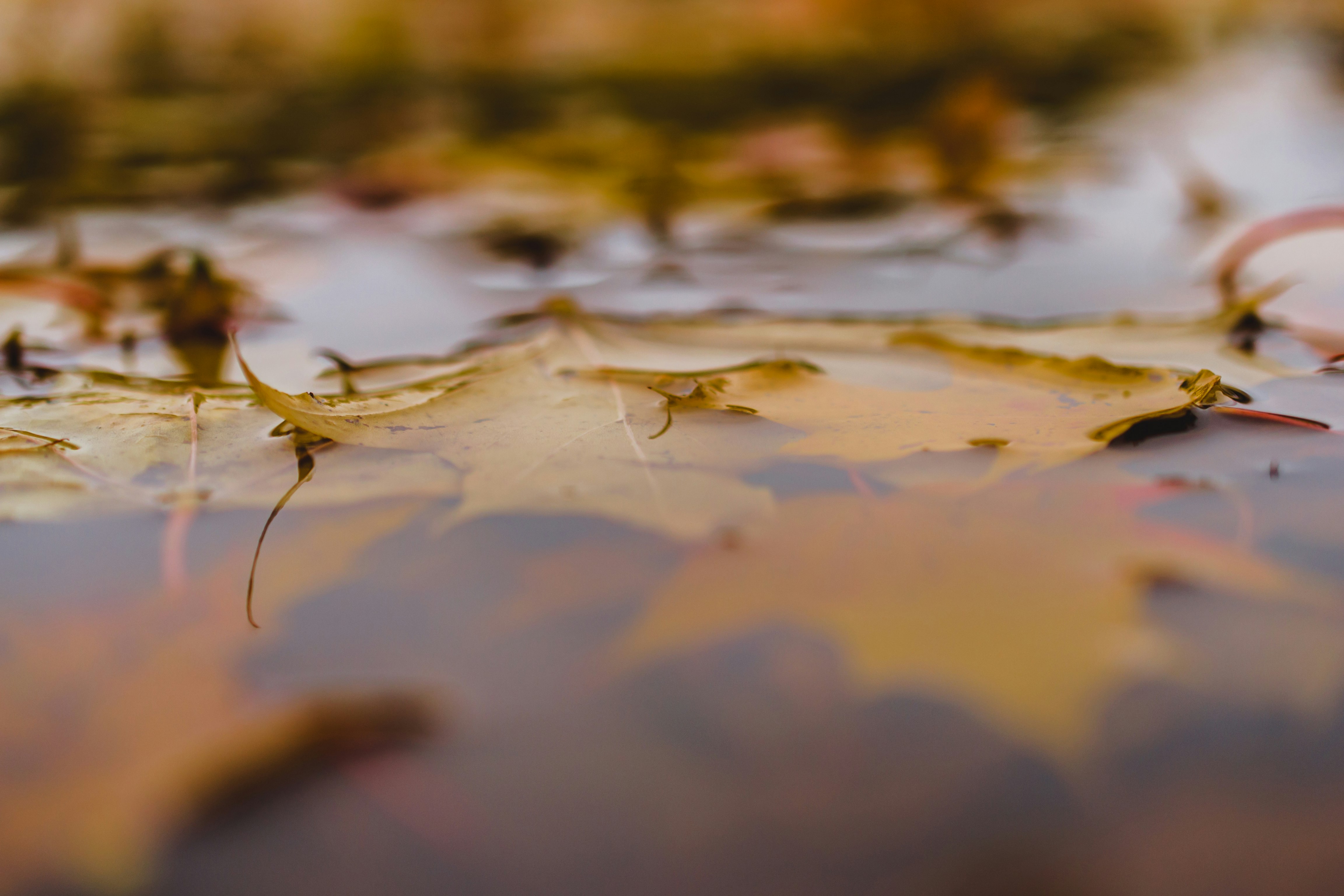leaves in water